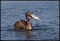 _2SB6230 brown pelican